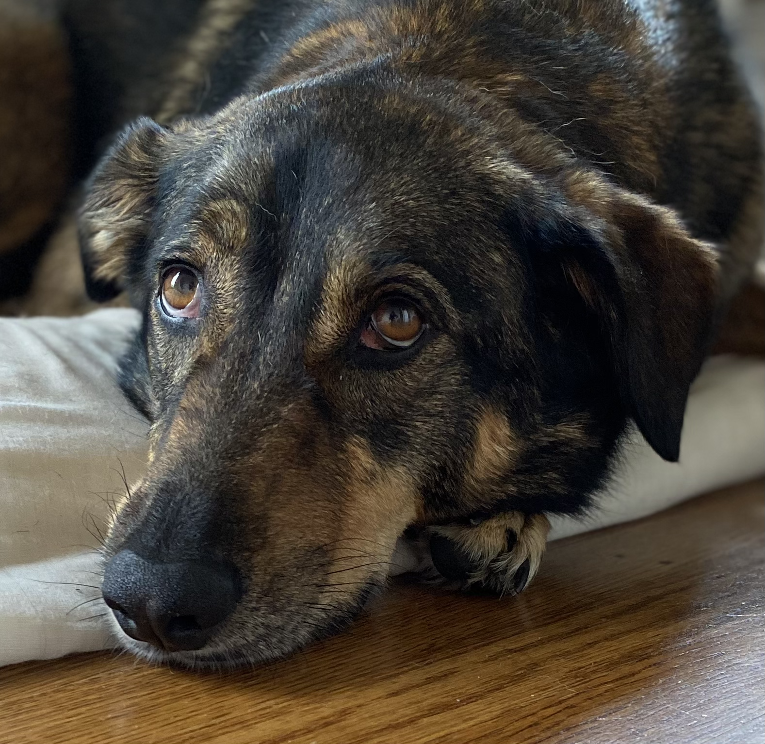 Image of Ellie, Art's rescue dog